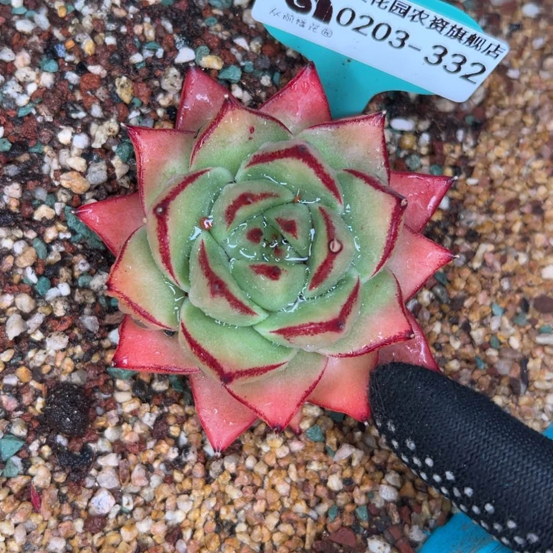 多肉一物一拍0203-332