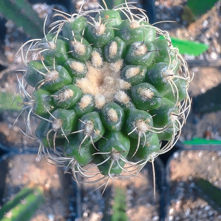 富美丸。 苗接。