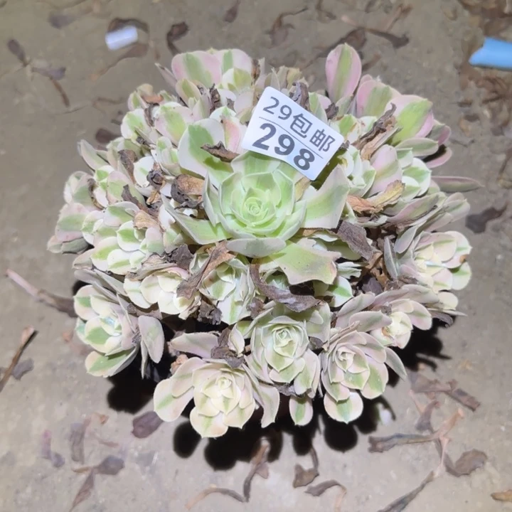 女巫……不包断枝……多肉植物的