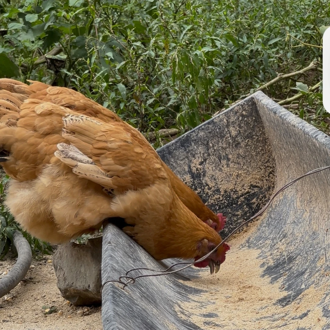 湘西本地散养老母鸡-顺丰冷链包邮
