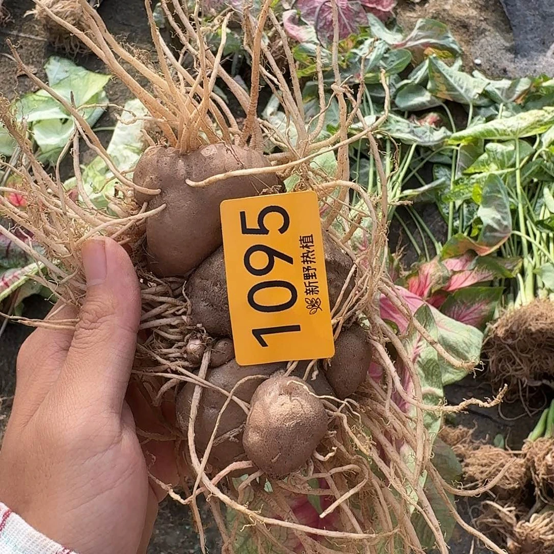 不***衷完全开放1095辐射裸球不售后