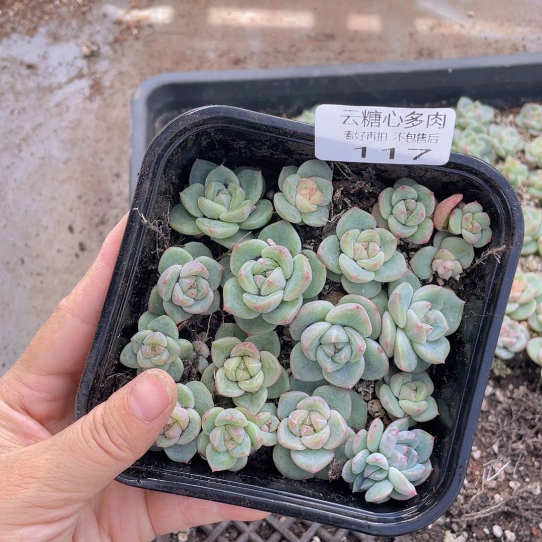 云糖心多肉植物117