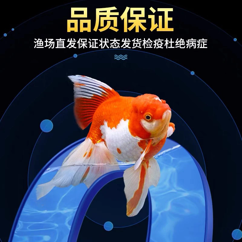 国粹小金鱼4-6到手11大条 皮实好养 漂亮好活包邮到家