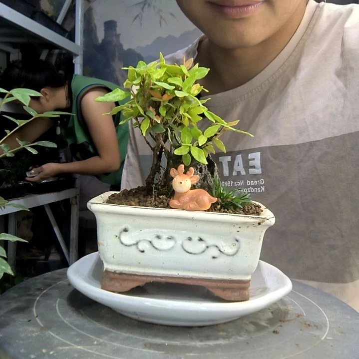 迷****路中青园艺一物一拍37