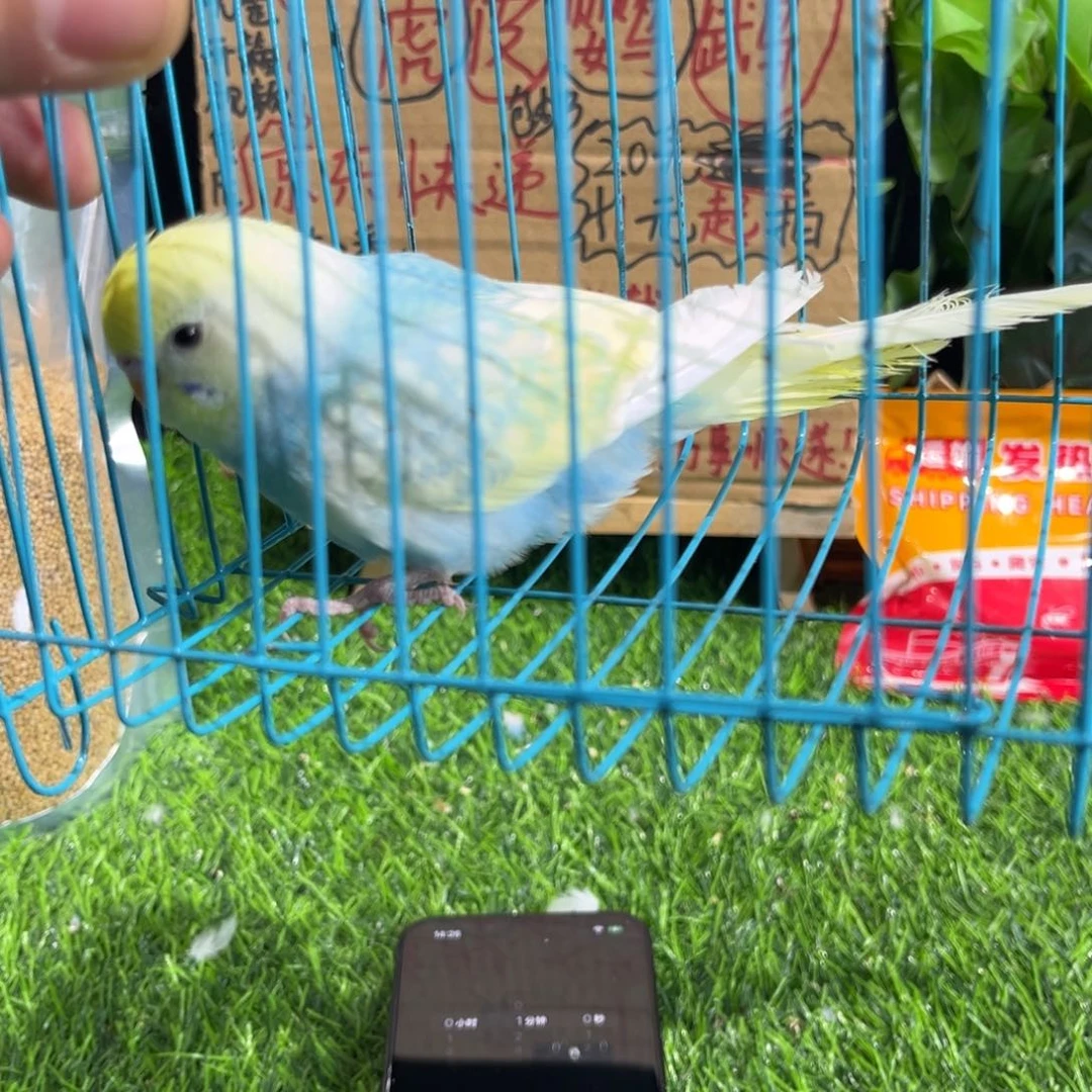 浅***邑虎皮鹦鹉金彩虎皮鹦鹉一只，一物一拍不退换竞拍