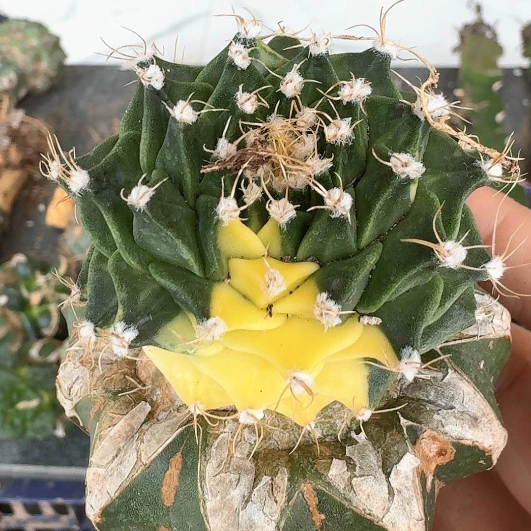 【闪购商品】无花朵苗接帝冠锦