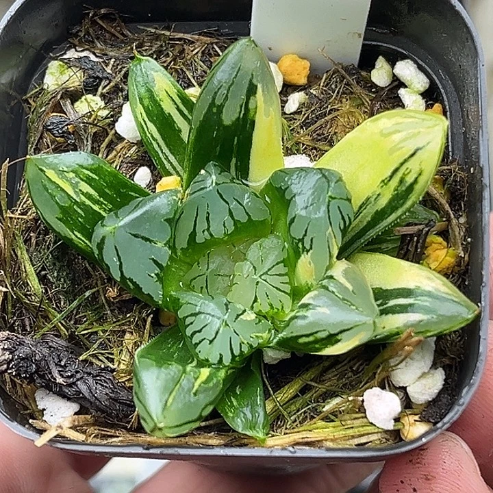 90花水晶玉露锦头家多肉十二卷