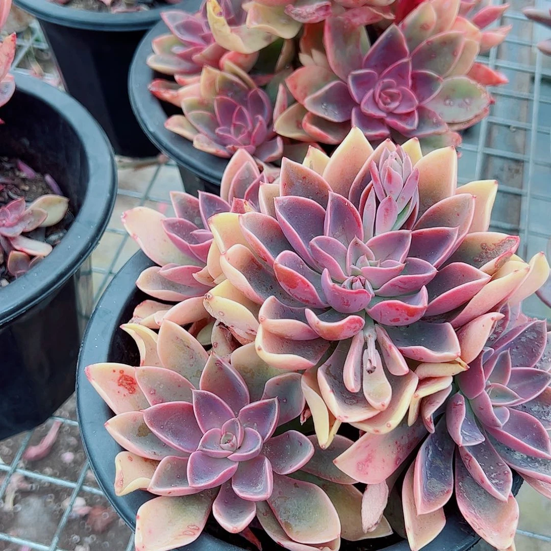 紫气东来多头群生老桩特价