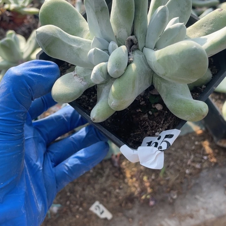 65号拇指多肉植物
