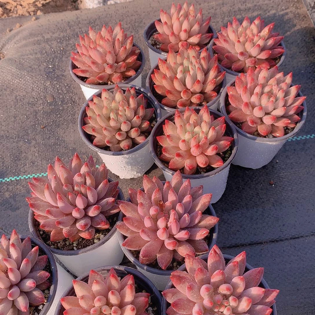 大虞美人2344567788999