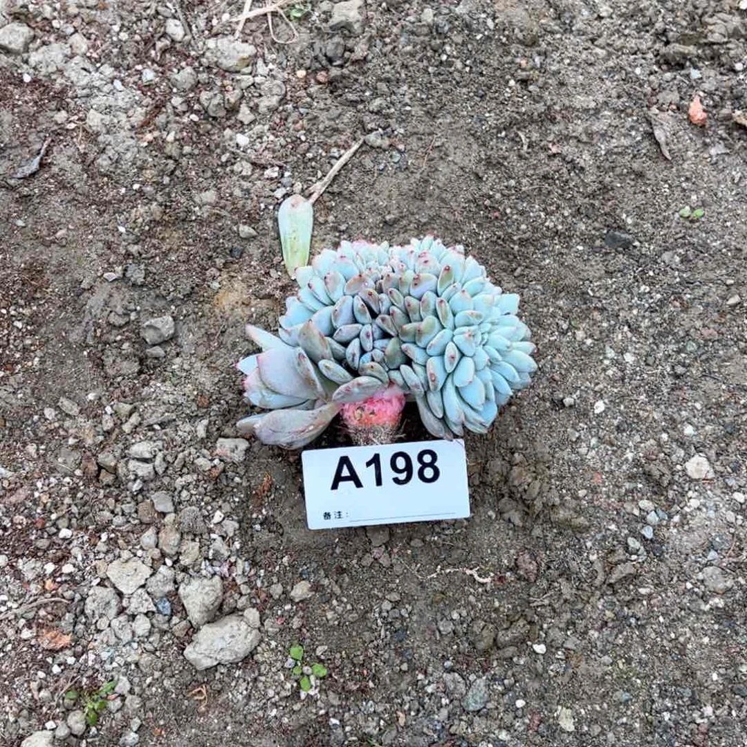 198多肉多肉多肉