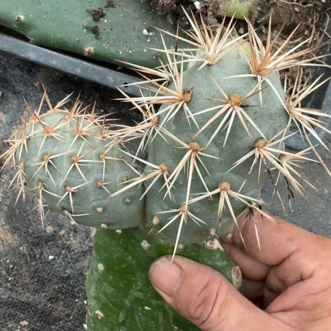【闪购商品】无花朵双头螺丝纹水牛角金刺