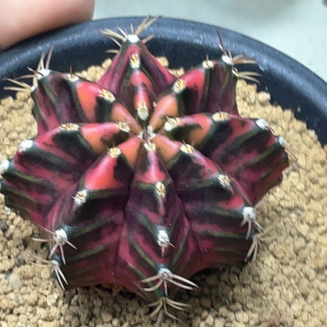 无花朵泰系实生根，紫粉臀虎斑米哈锦