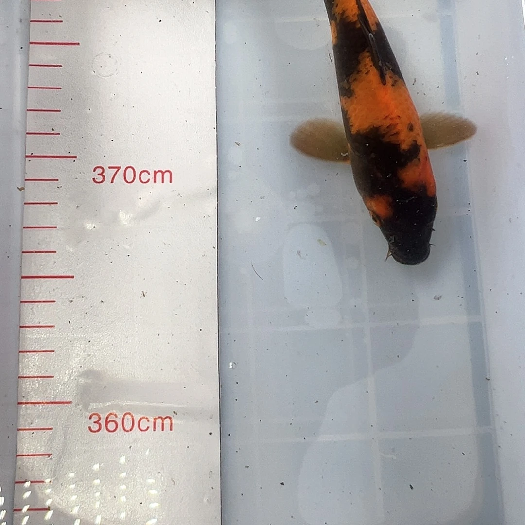 锦鲤鑫泓锦鲤养殖