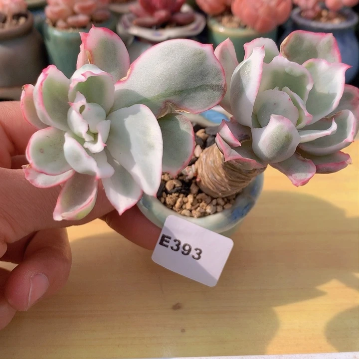一物一拍满38包邮E393