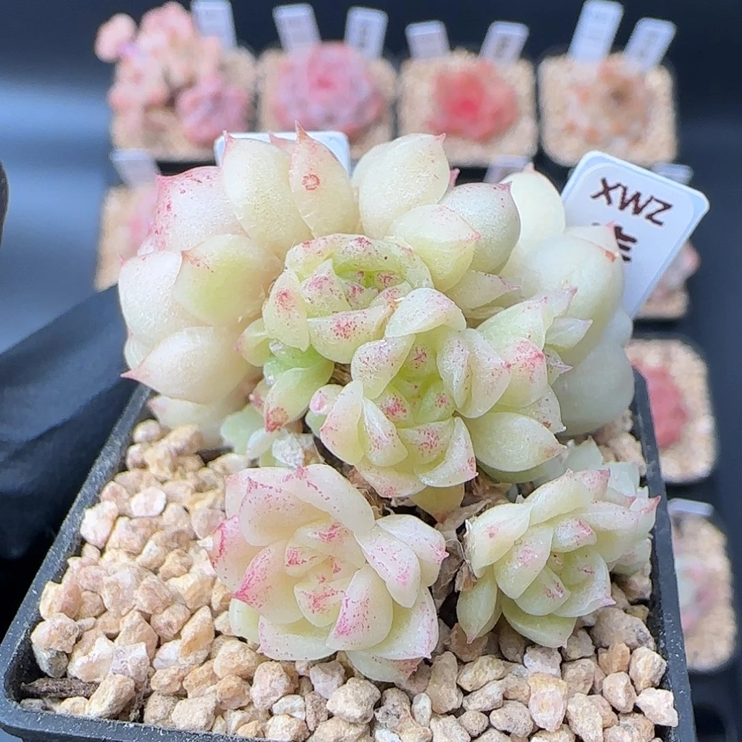 060   麦秆   5厘米盆