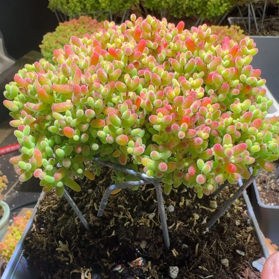 蜜桔糖球枝干番杏824