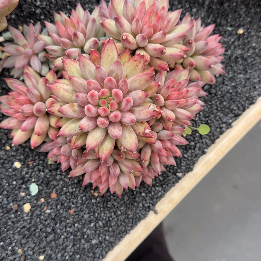 一物一拍车厘子捧花53