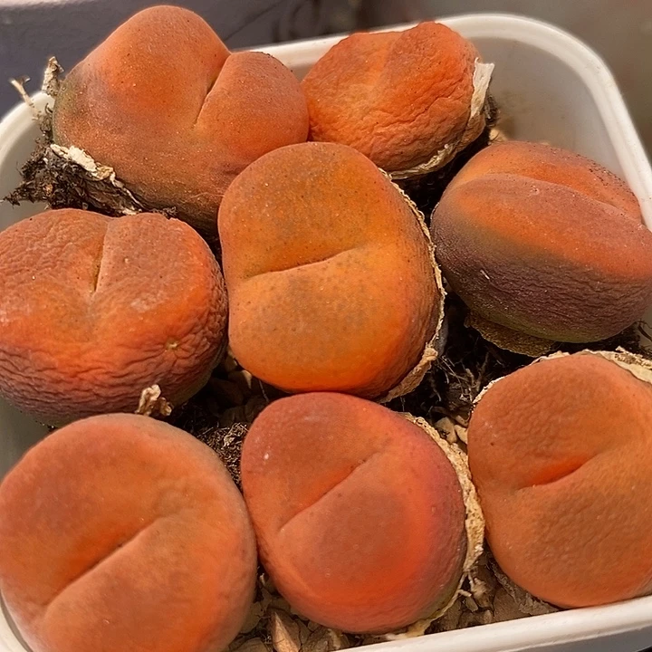 正版水蜜桃1430.5一颗