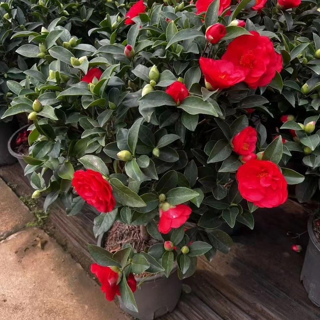 棕榈谷四季常绿茶花夏日七心带花苞重瓣开花耐寒