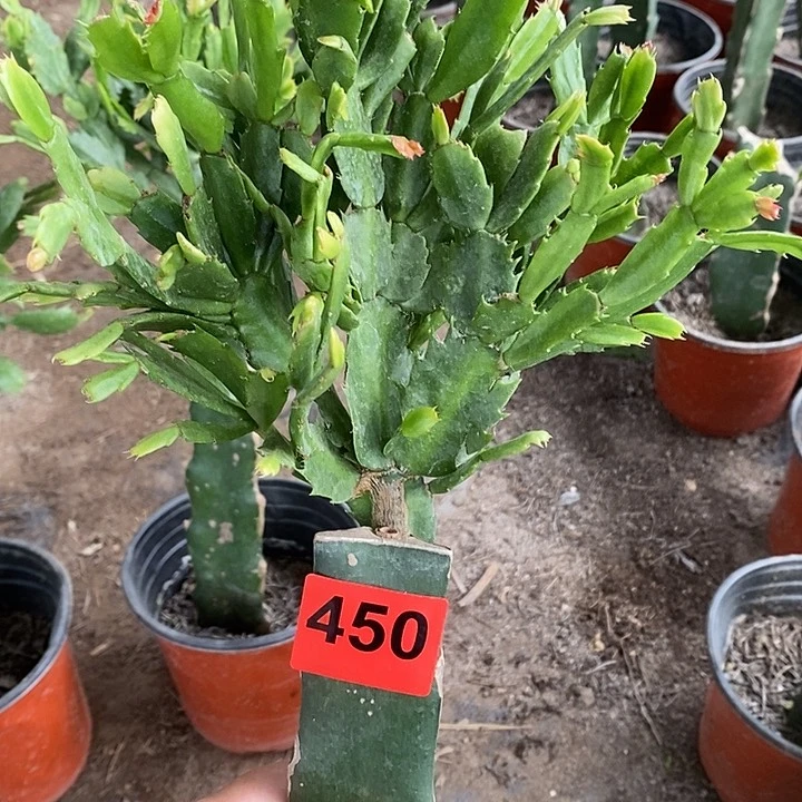 无花朵?****?妹妹450号
