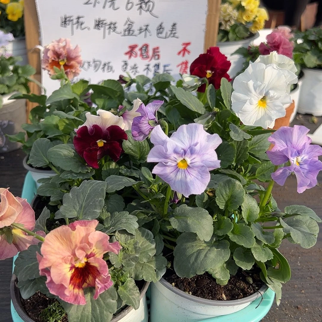 大部分花苞少量开放128号