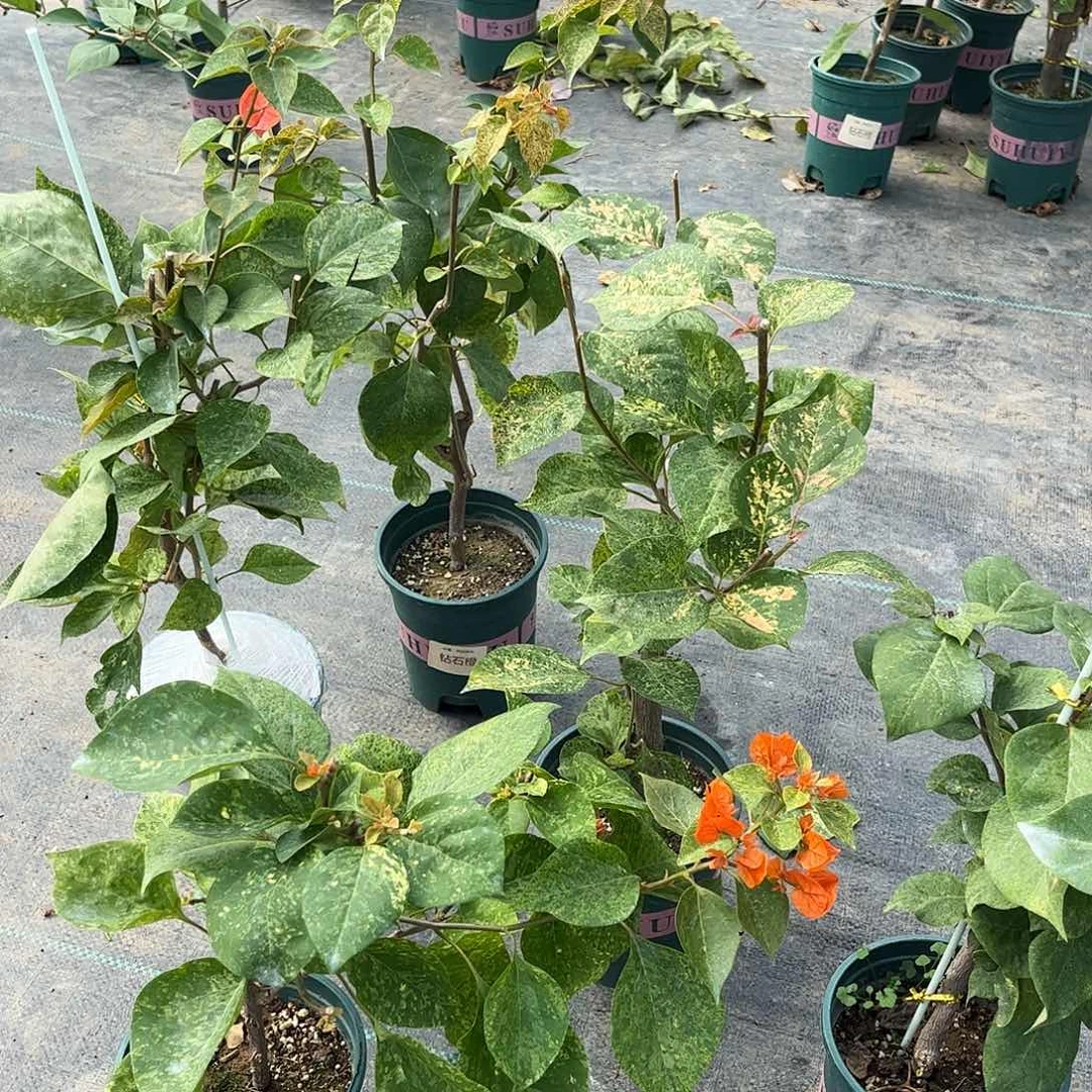 当前无花栽培后可以开花【钻石橙一棵】随机发货福利款不售后
