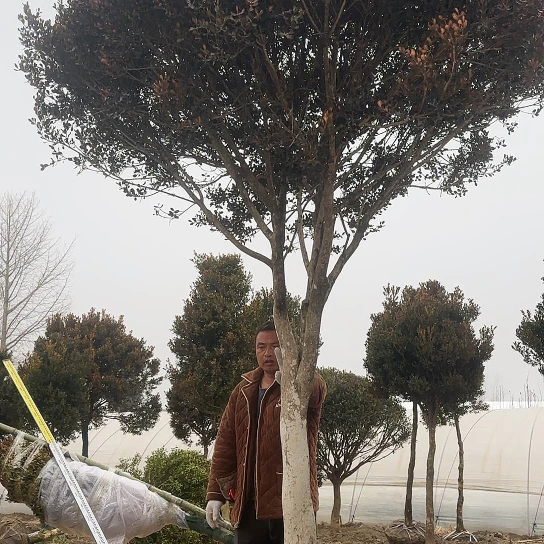 无花朵精品瓜子黄杨