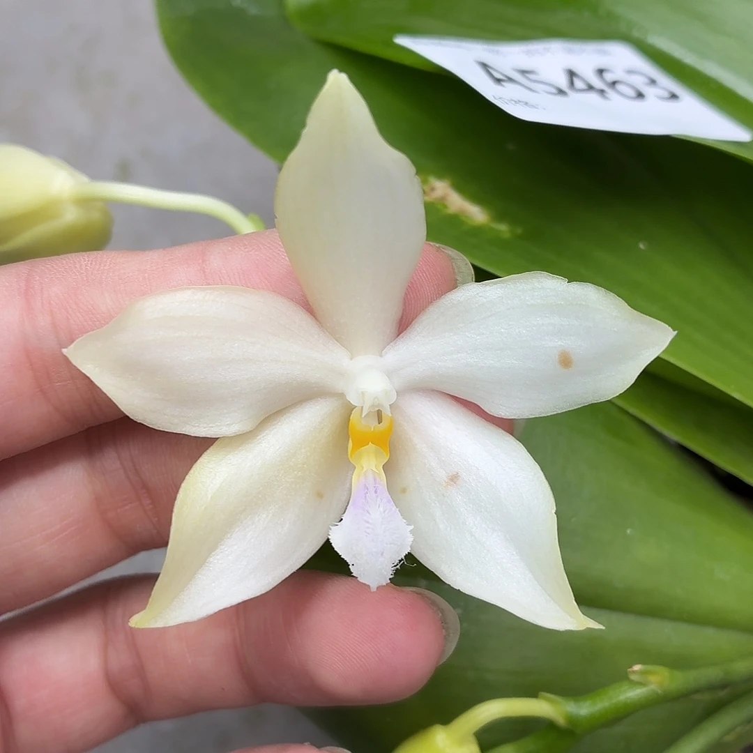 当前无花朵，栽培后可花朵A5463盾交米库氏十二花剑开花株