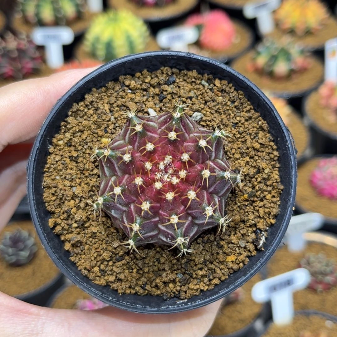 4cm实生轮回开播福利