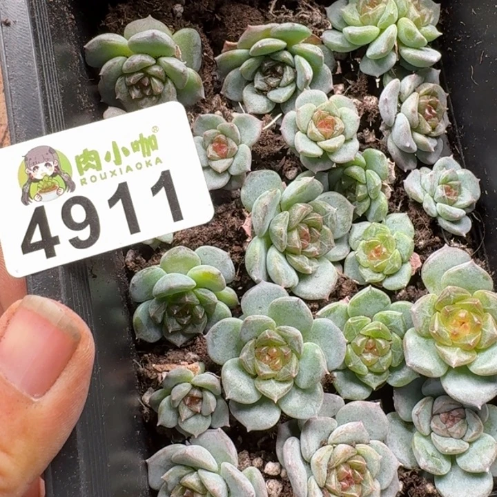 蜜***兔多肉植物多肉植物