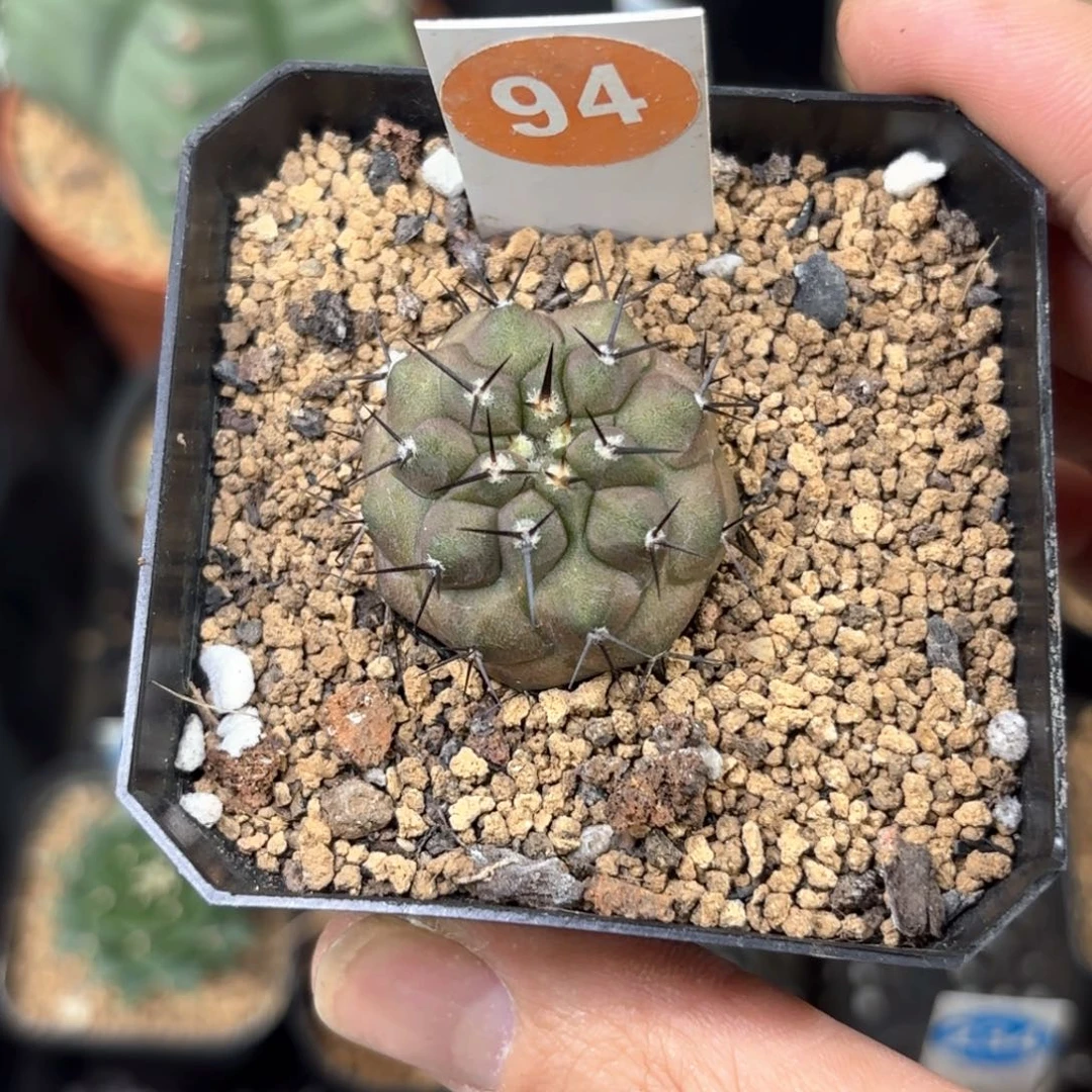 94实生黑王带盆带土