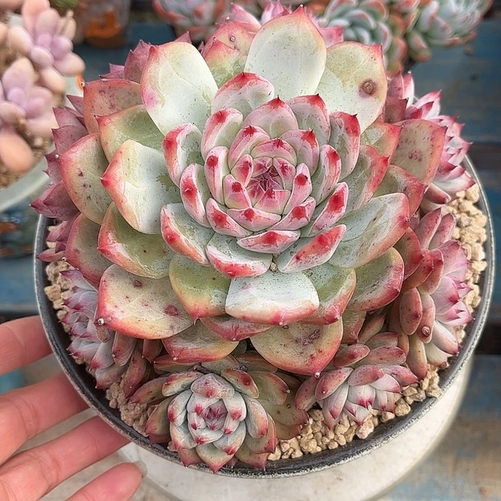 多肉植物一物一拍