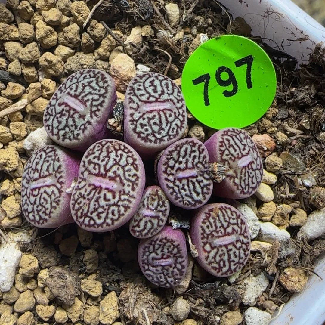 唐草墨群九头多肉植物797