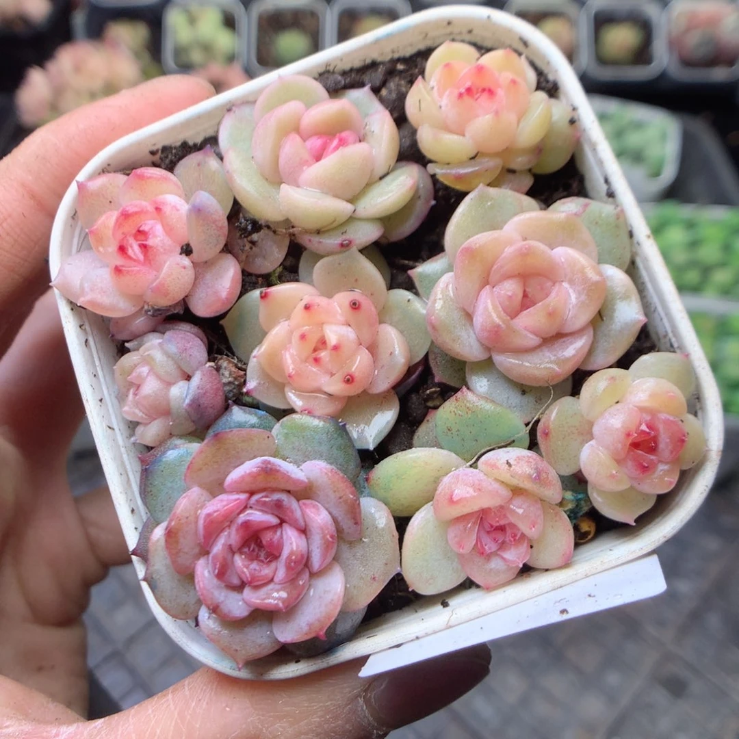 无花朵W30。yyyyyyy