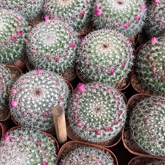 带花苞玉翁2颗  包邮