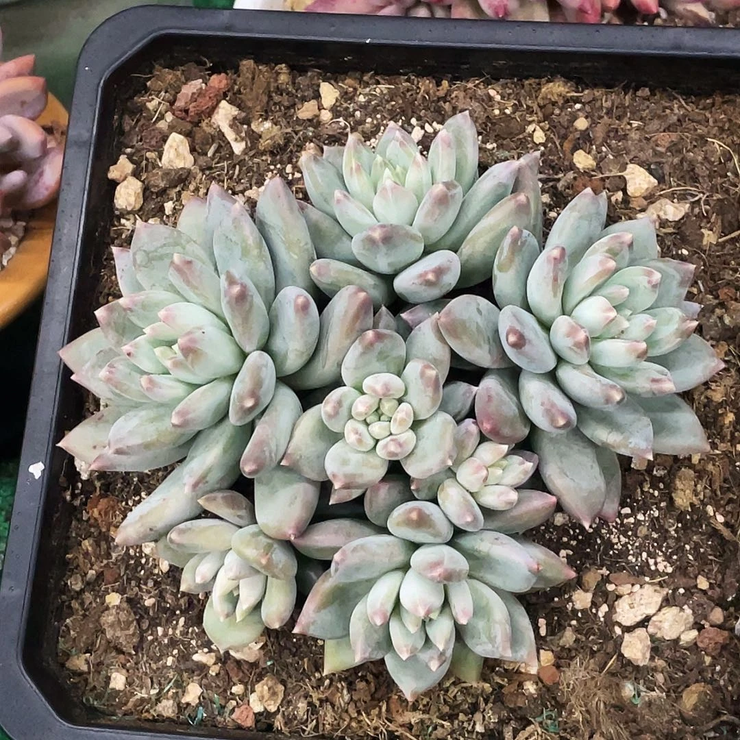 整桩无砍多头天使之翼一颗
