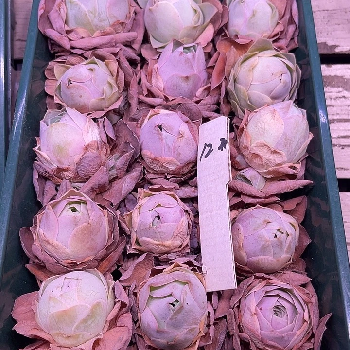 山地玫瑰12号，一物一拍尺寸小一点