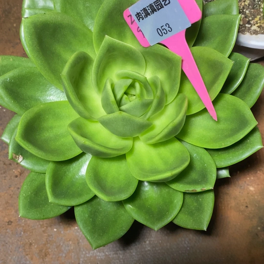x053-多肉植物 翠花