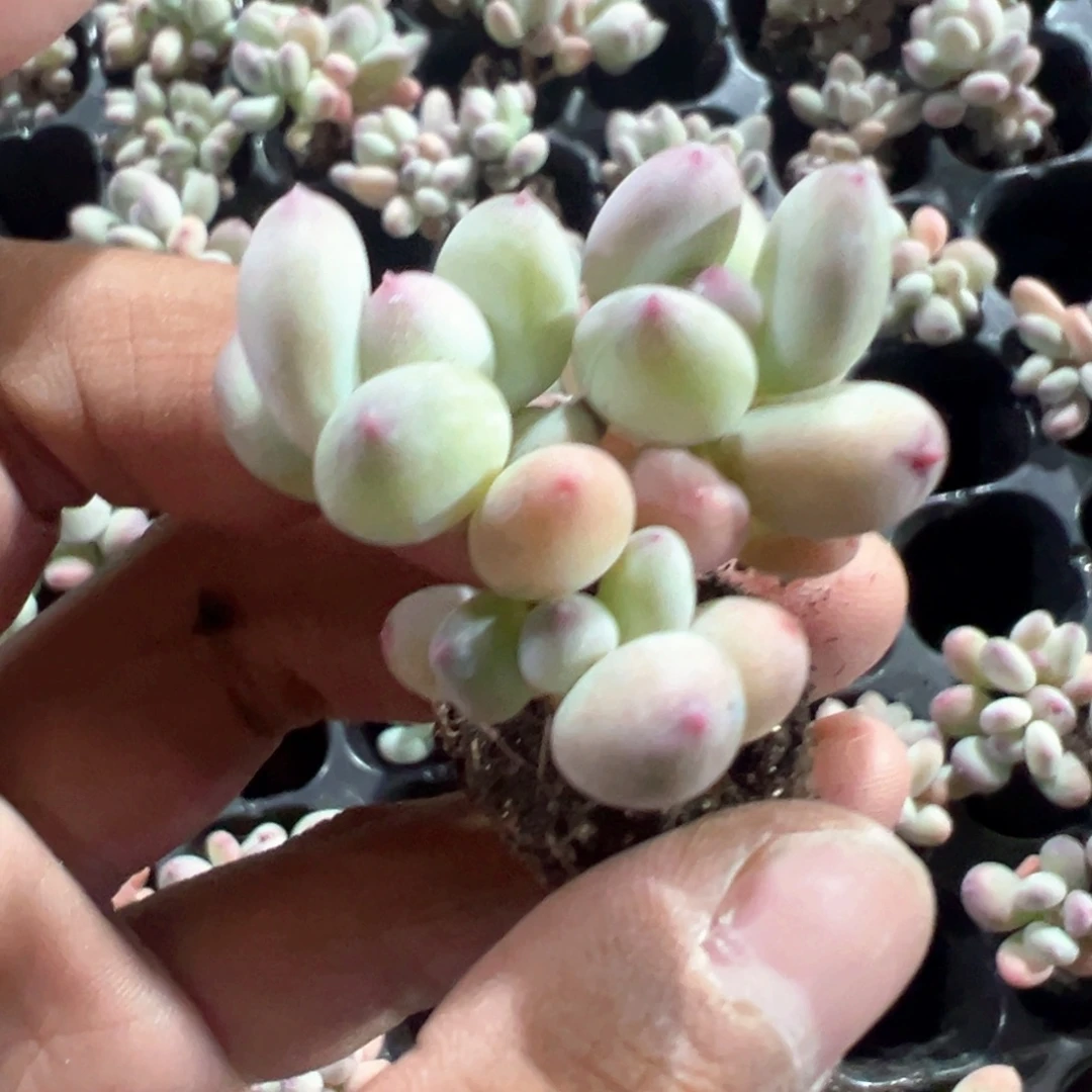 精控三日月美人小群 到手1颗大小3-4cm 量拍多肉满18包邮