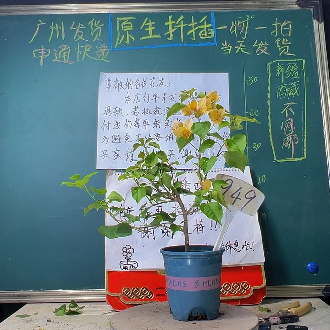 当前无花栽培后可以开花金色光辉949