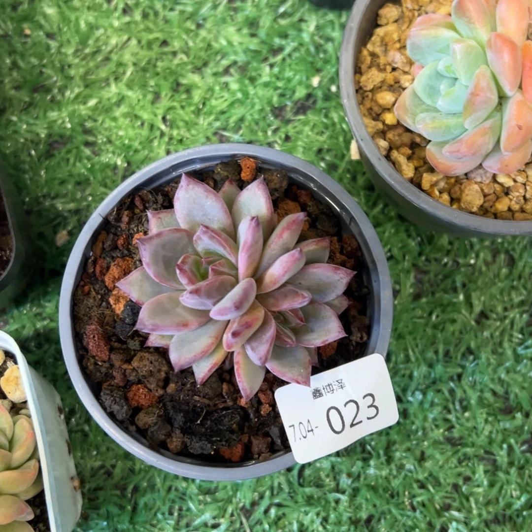 晴*?定向7.04-023 双头夜魔侠