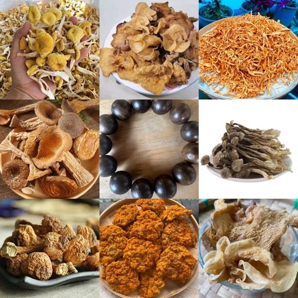 【A静静收山货】90号菇45g起