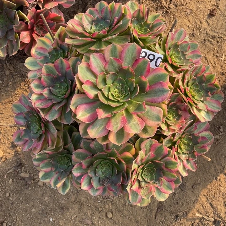 无花朵990雨荷多肉植物