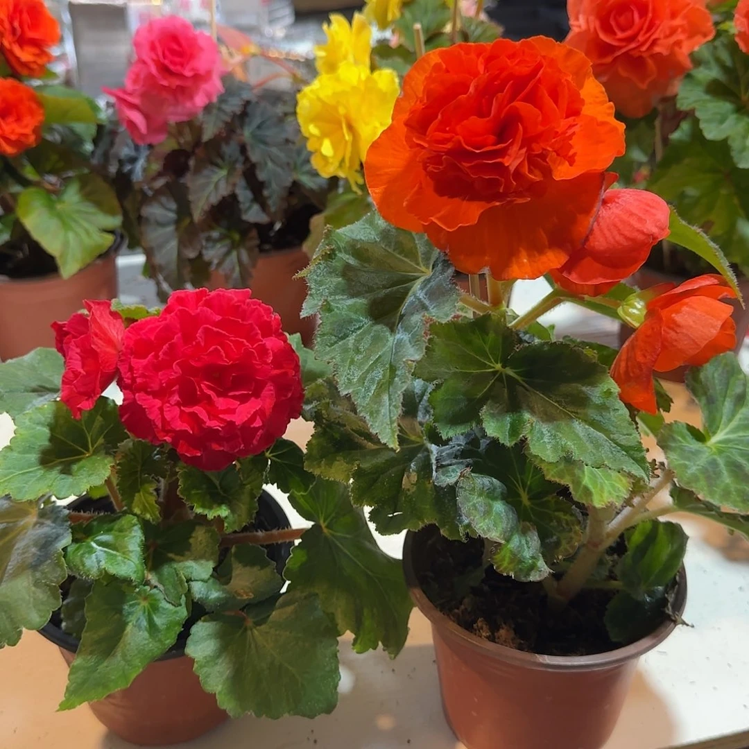 玫红➕绿叶橙 夫妻海棠