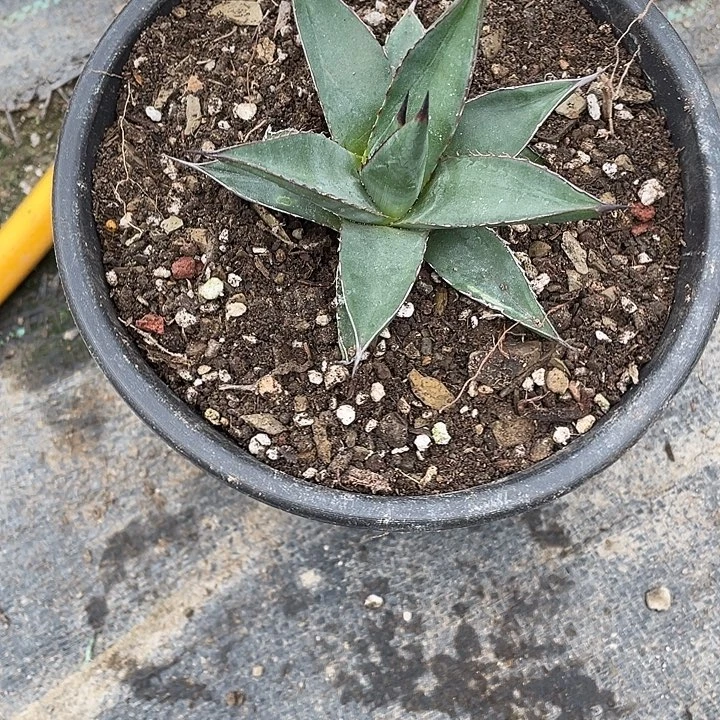 用***1无花朵龙舌兰绿色植物