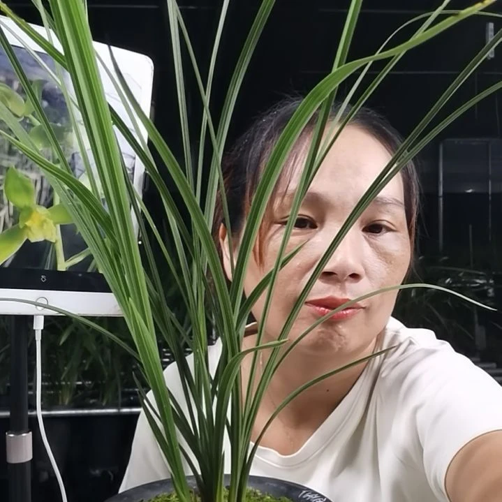 完全开放惠兰金奥素