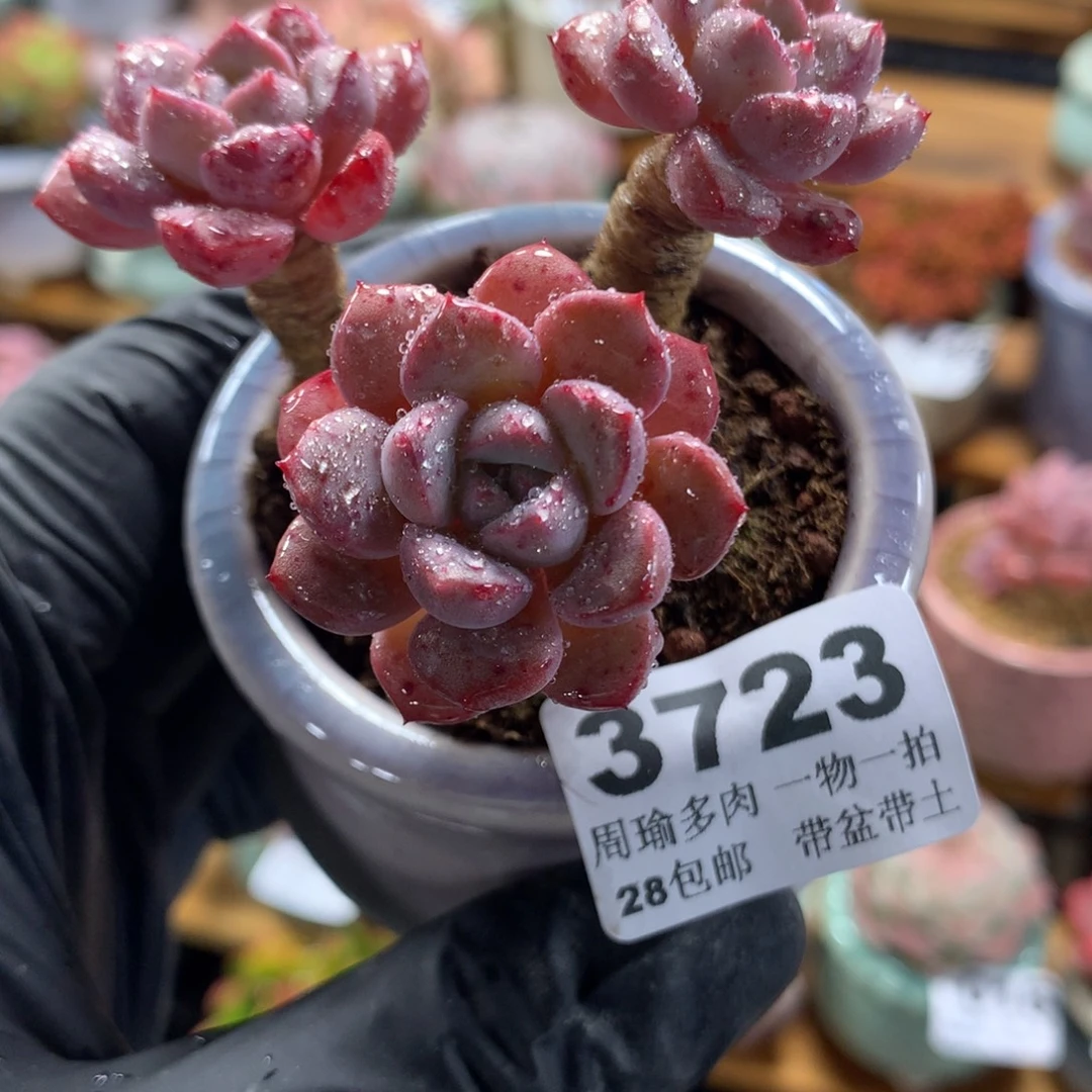 精控多肉植物3723