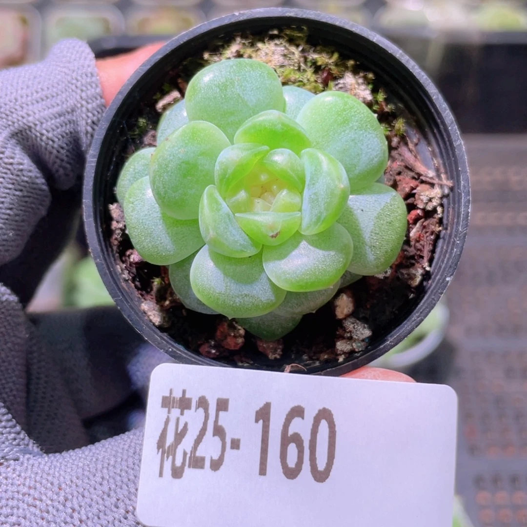 花利美25-160珍妮