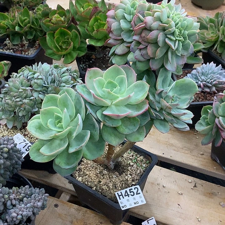 霞光缀化 非偏远38包邮 节后发